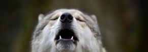 Die Rückkehr des Wolfes