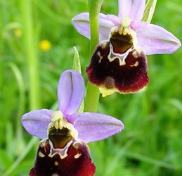 Kostbare Orchideenwelt