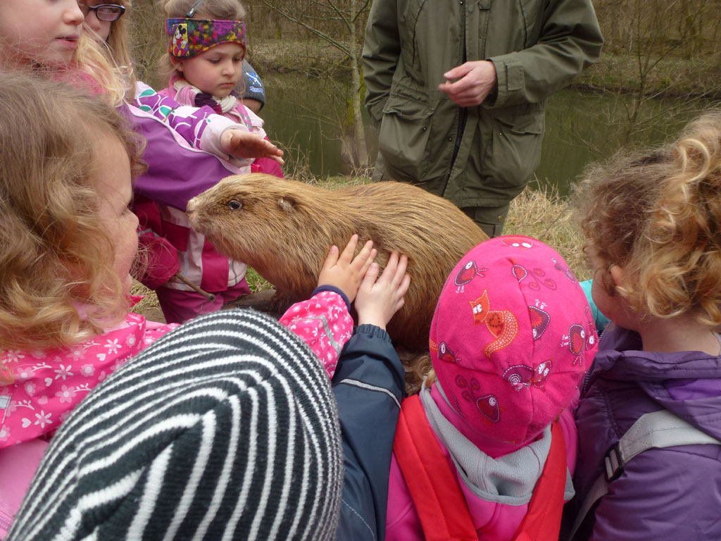 Dem Biber auf der Spur