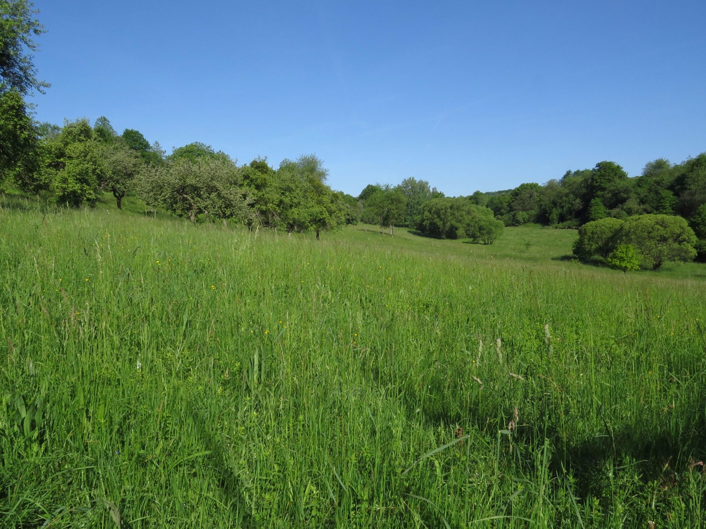 Wiese vor der Mahd im Alsbachtal bei Marpingen