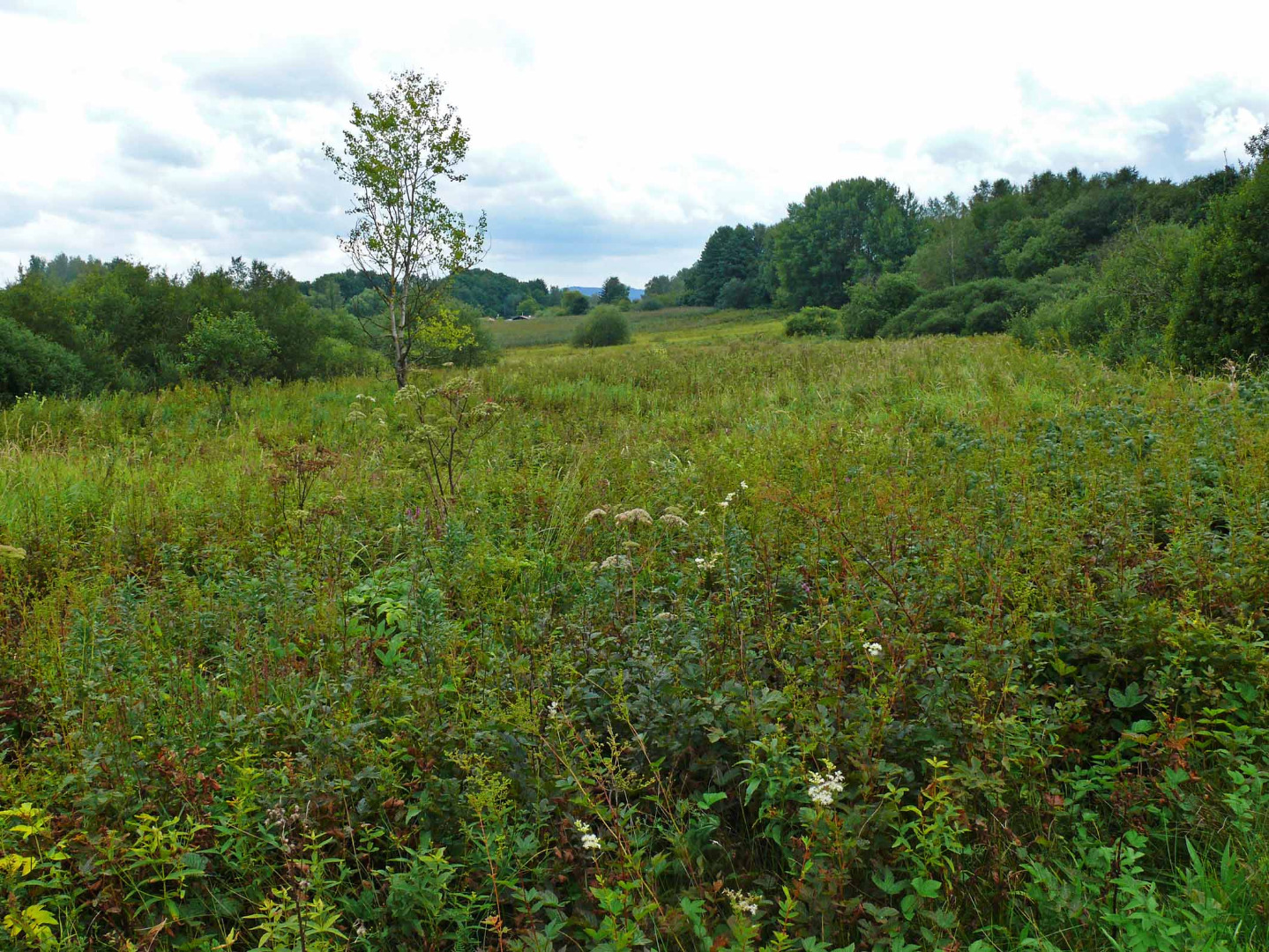 Weiskirchen, Ruwerbachtal