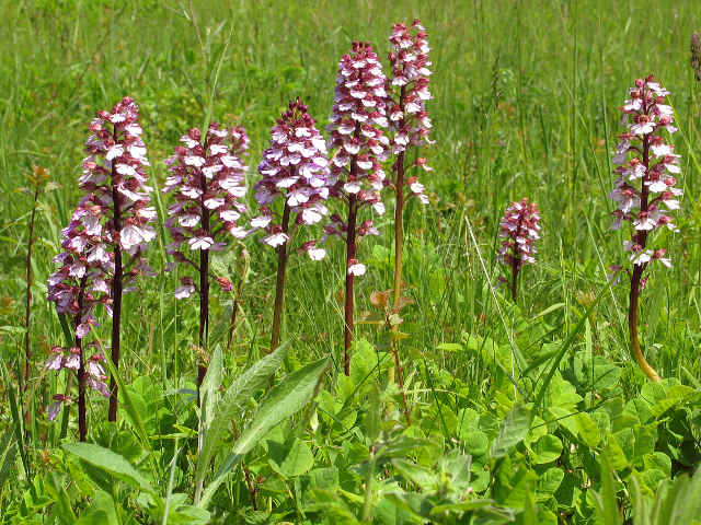 Blühende Schätze - eine Orchideenwanderung im Naturschutzgebiet Wolferskopf