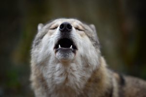 Die Rückkehr des Wolfes