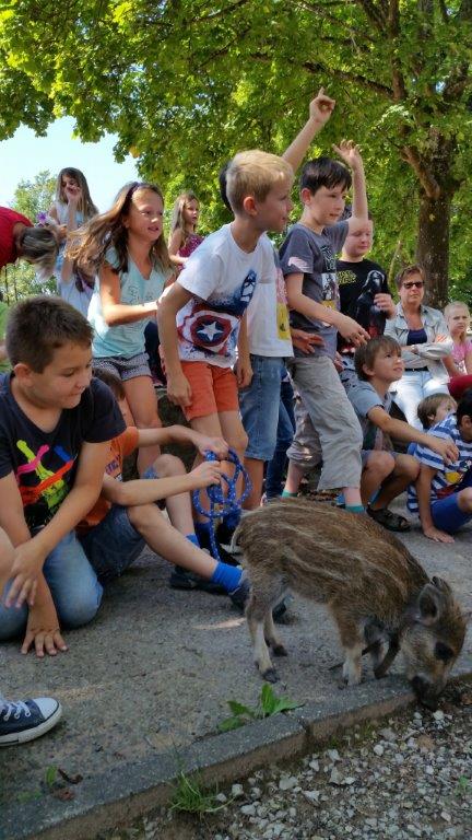 Wildschwein Bertha