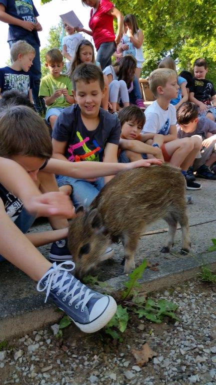 Wildschwein Bertha