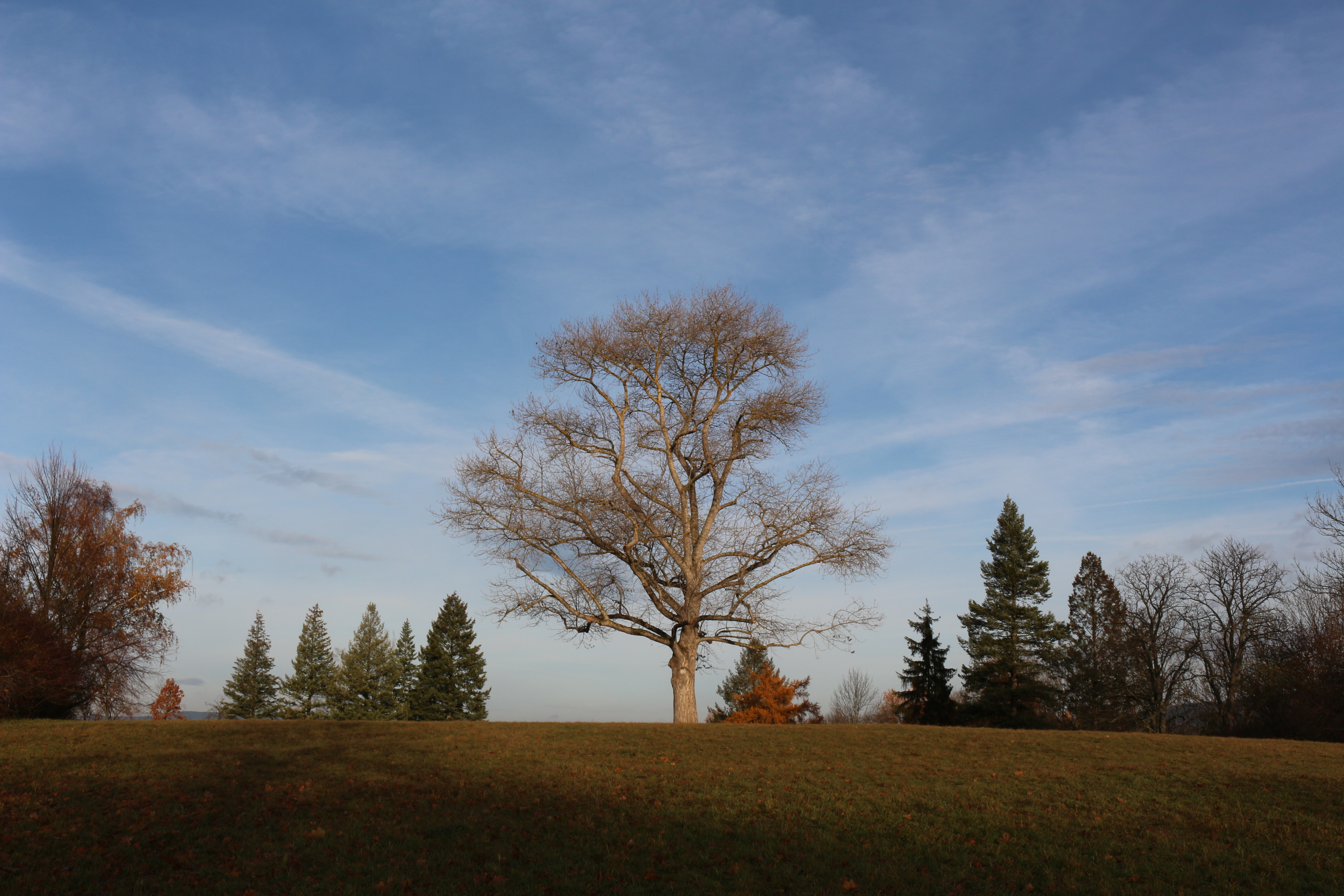 Mein Freund der Baum