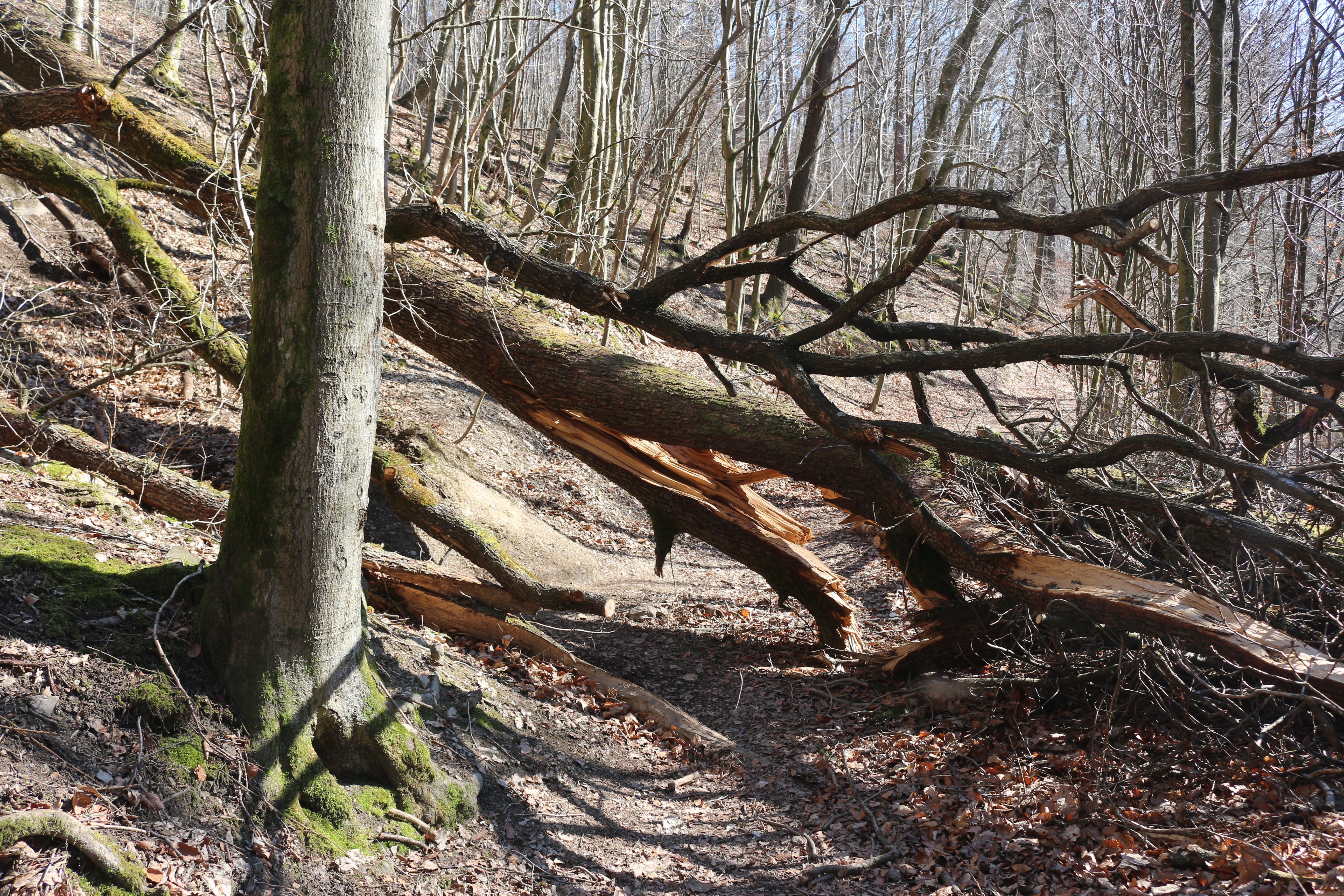 Im Urwald darf sich jetzt die Natur frei entwickeln, daher muss man auf dem Weg auch mit umgefallenen Bäumen rechnen.