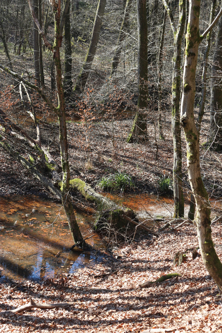 Alte Bäume und abgestorbenes Holz sind Nahrungsgrundlage und Lebensraum für viele tausende Tier-, Pflanzen- und Pilzarten.